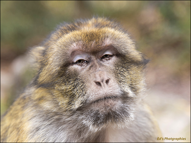 La  montagne des singes - Kintzheim 2015