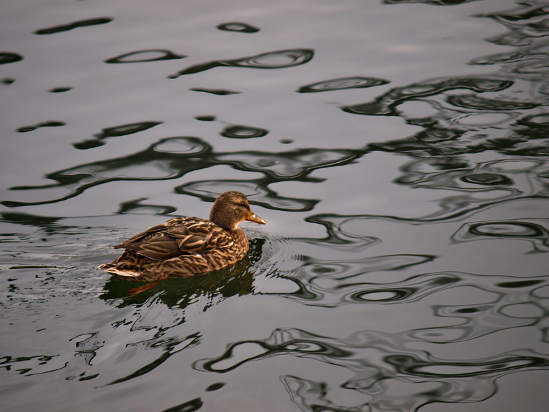 Canard à l'eau