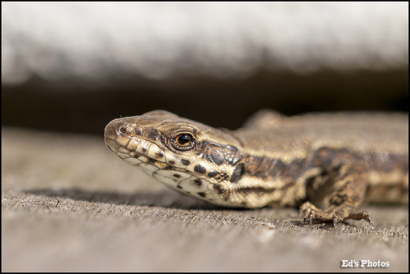 Sur ma terrasse